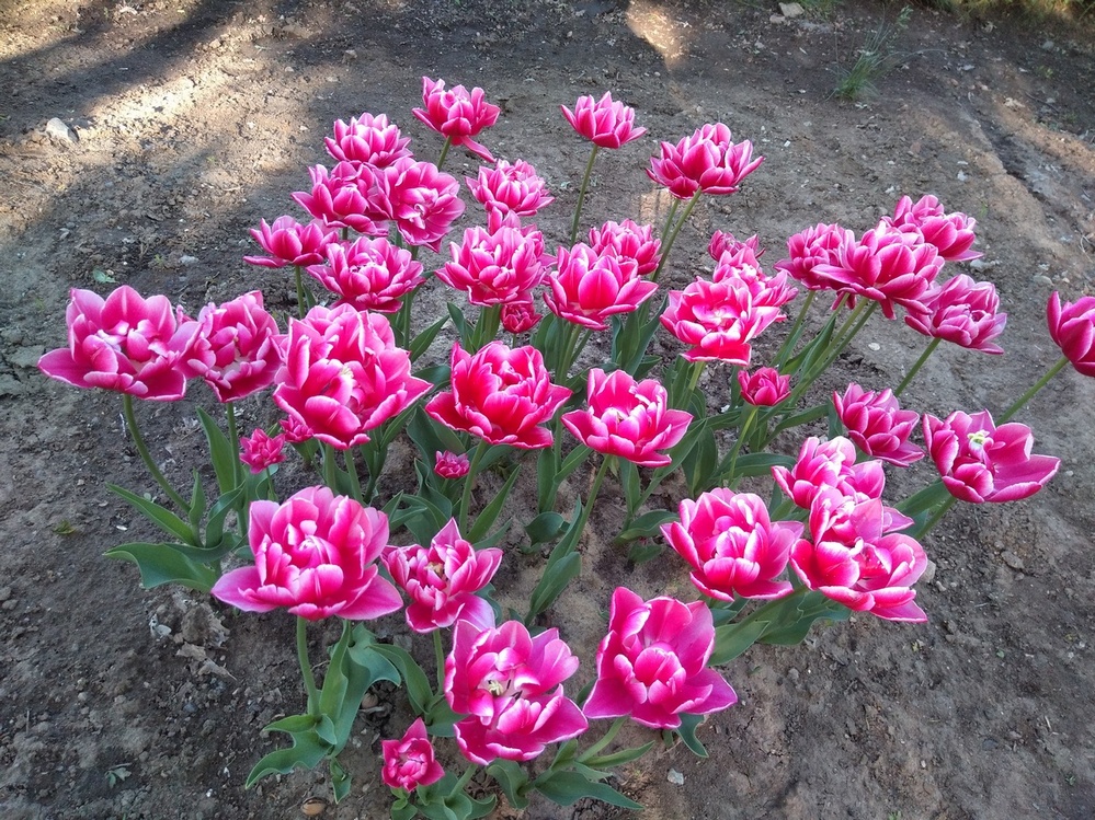 Фотографія Весняні.. / Павло Філіпенков / photographers.ua