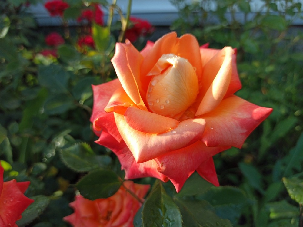 Фотографія Просто троянда.. / Павло Філіпенков / photographers.ua