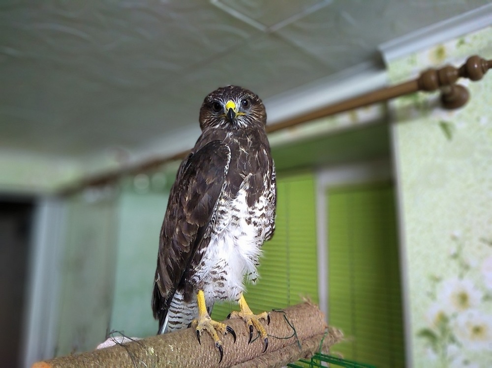 Фотографія Посиділки канюка.. / Павло Філіпенков / photographers.ua