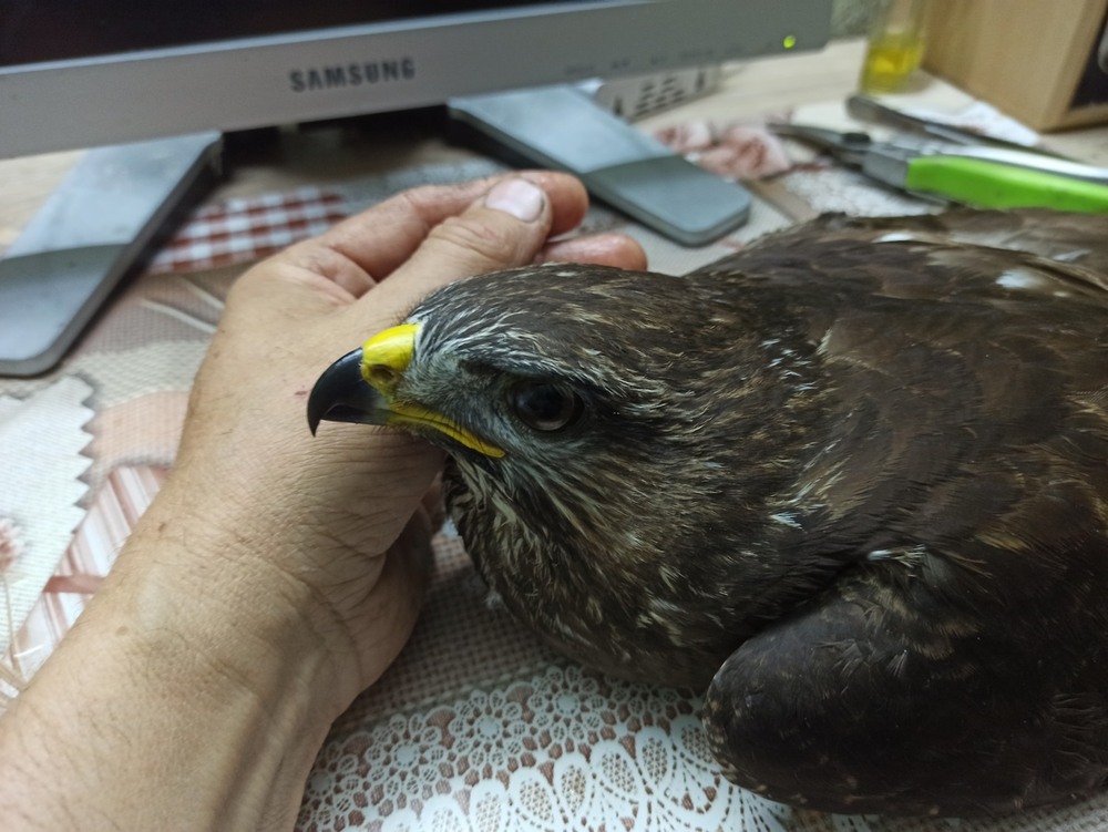 Фотографія Думки птаха... / Павло Філіпенков / photographers.ua