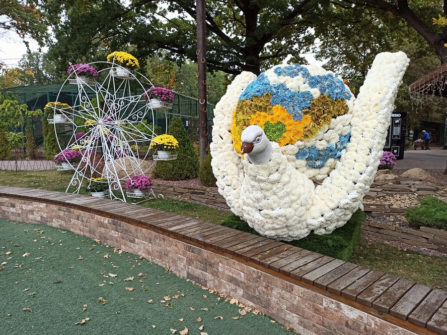 Фотографія Хризантеми. / Павло Філіпенков / photographers.ua