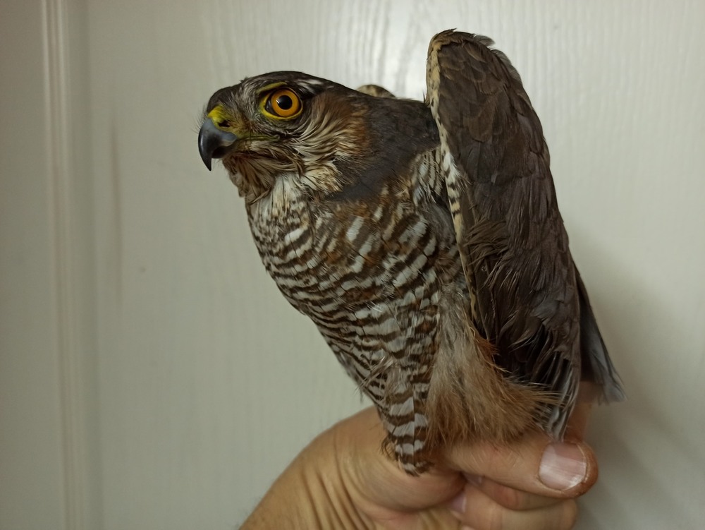 Фотографія Грізний погляд.. / Павло Філіпенков / photographers.ua