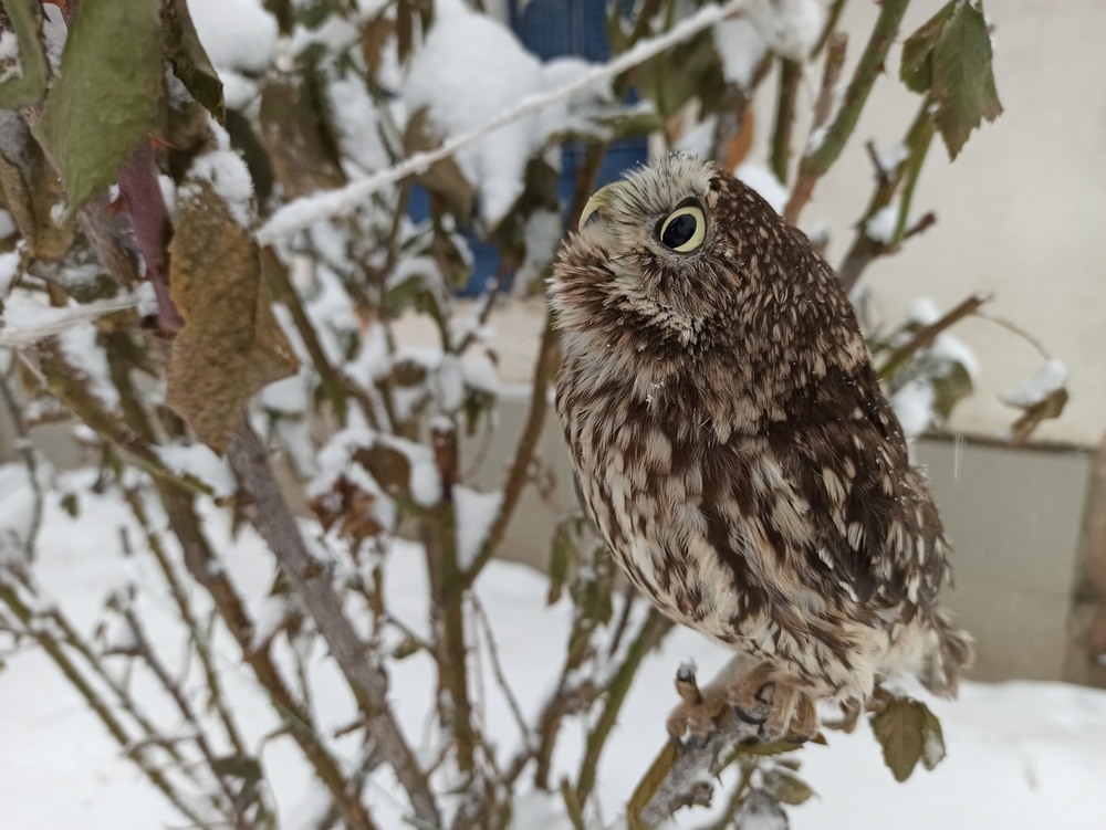 Фотографія Прогулянка домового сича. / Павло Філіпенков / photographers.ua