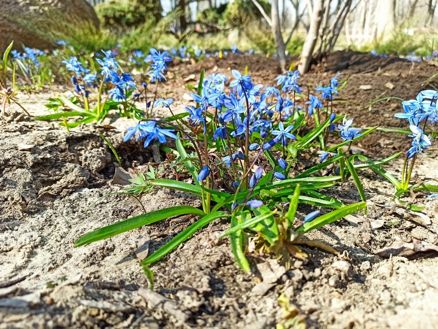 Фотографія "Первоцвіт". / Павло Філіпенков / photographers.ua
