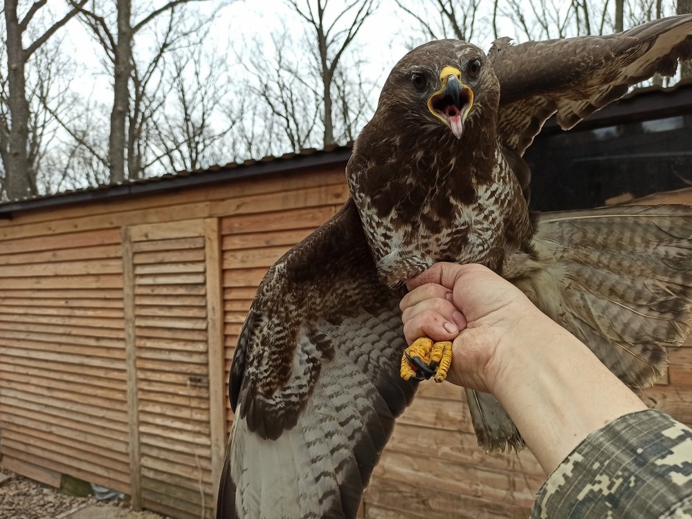 Фотографія Голос канюка. / Павло Філіпенков / photographers.ua