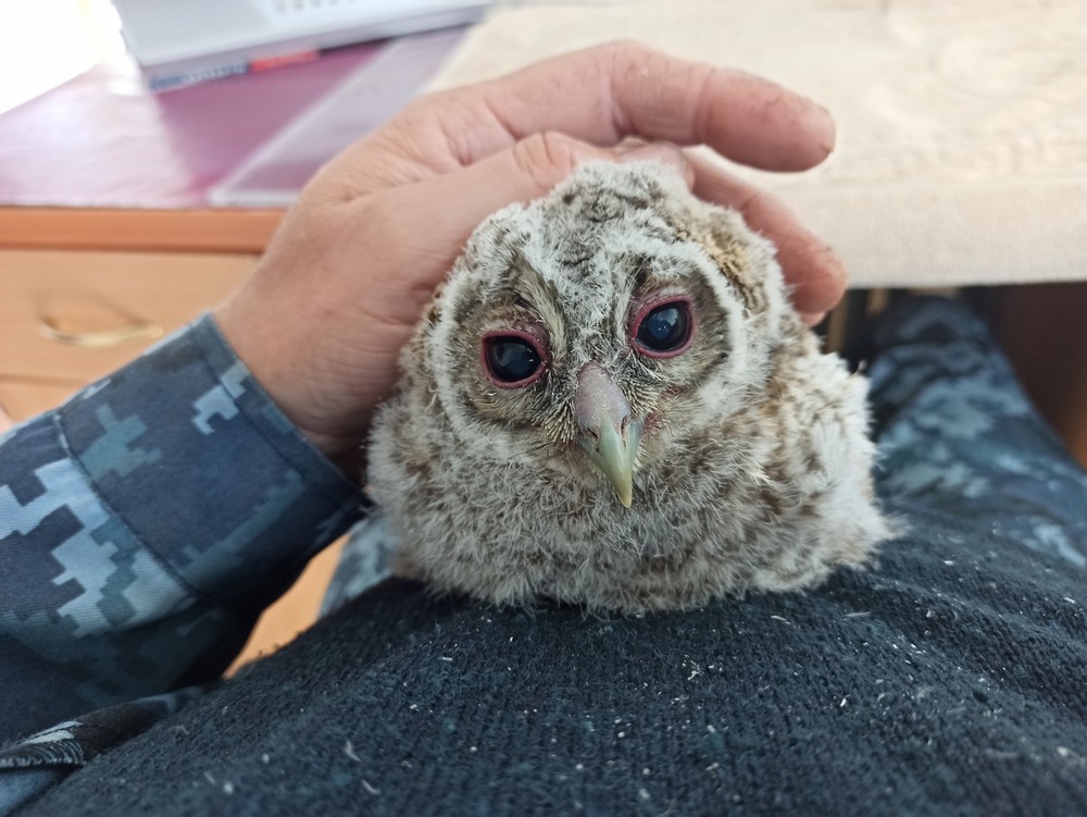 Фотографія "Довіра".. / Павло Філіпенков / photographers.ua