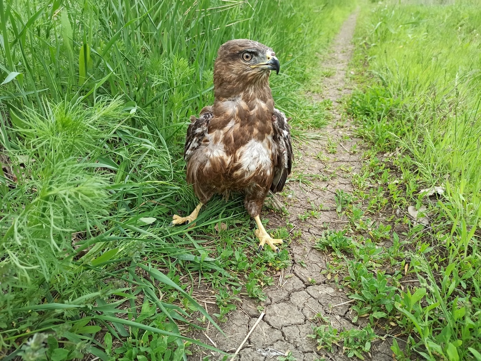 Фотографія Довгоочікуванна воля канюку.. / Павло Філіпенков / photographers.ua