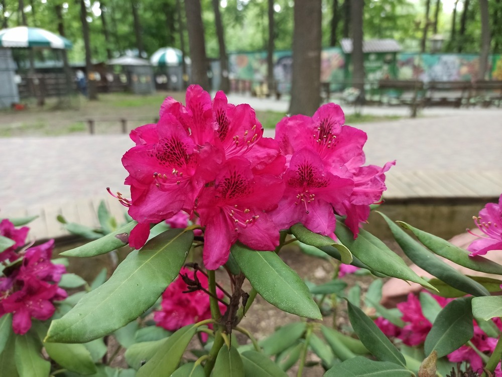 Фотографія Цвітіння родендрона. / Павло Філіпенков / photographers.ua
