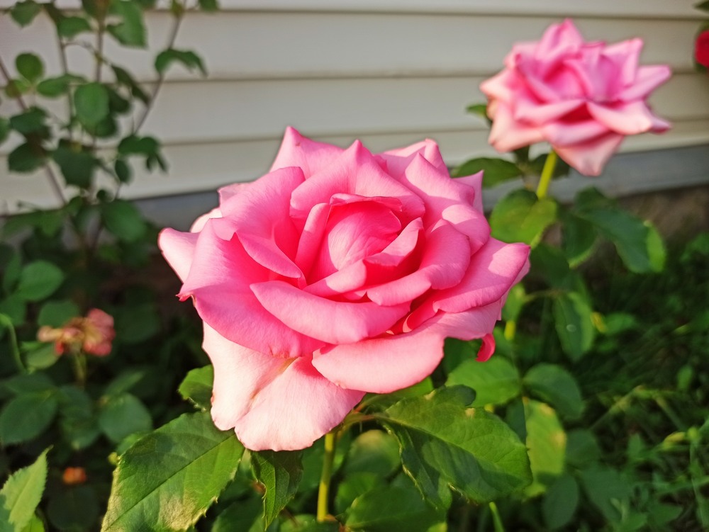 Фотографія Троянди. / Павло Філіпенков / photographers.ua