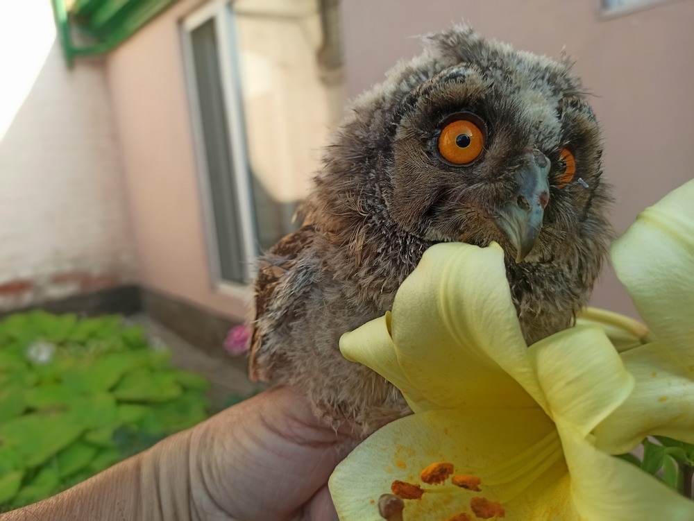 Фотографія "Шанувальник" квітів. / Павло Філіпенков / photographers.ua