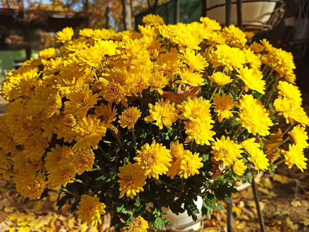 Фотографія Хрізонтеми. / Павло Філіпенков / photographers.ua