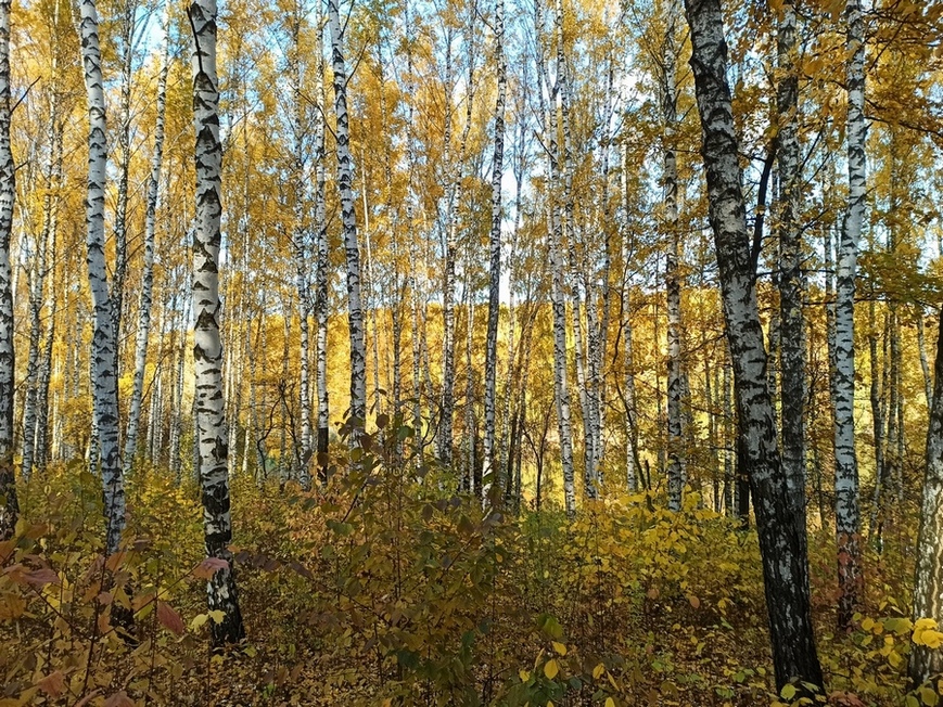 Фотографія Осінь. / Павло Філіпенков / photographers.ua