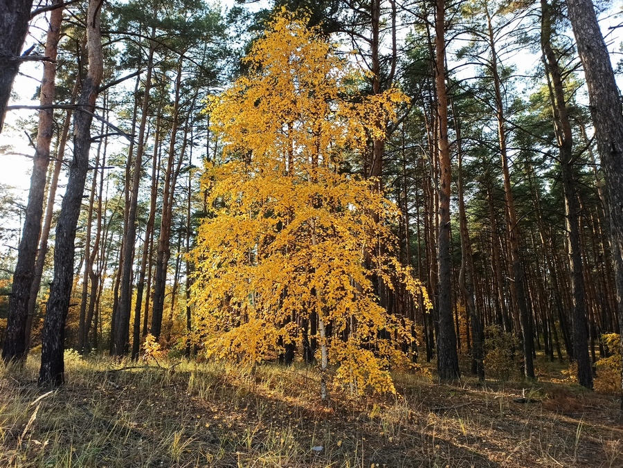 Фотографія Осінь.. / Павло Філіпенков / photographers.ua