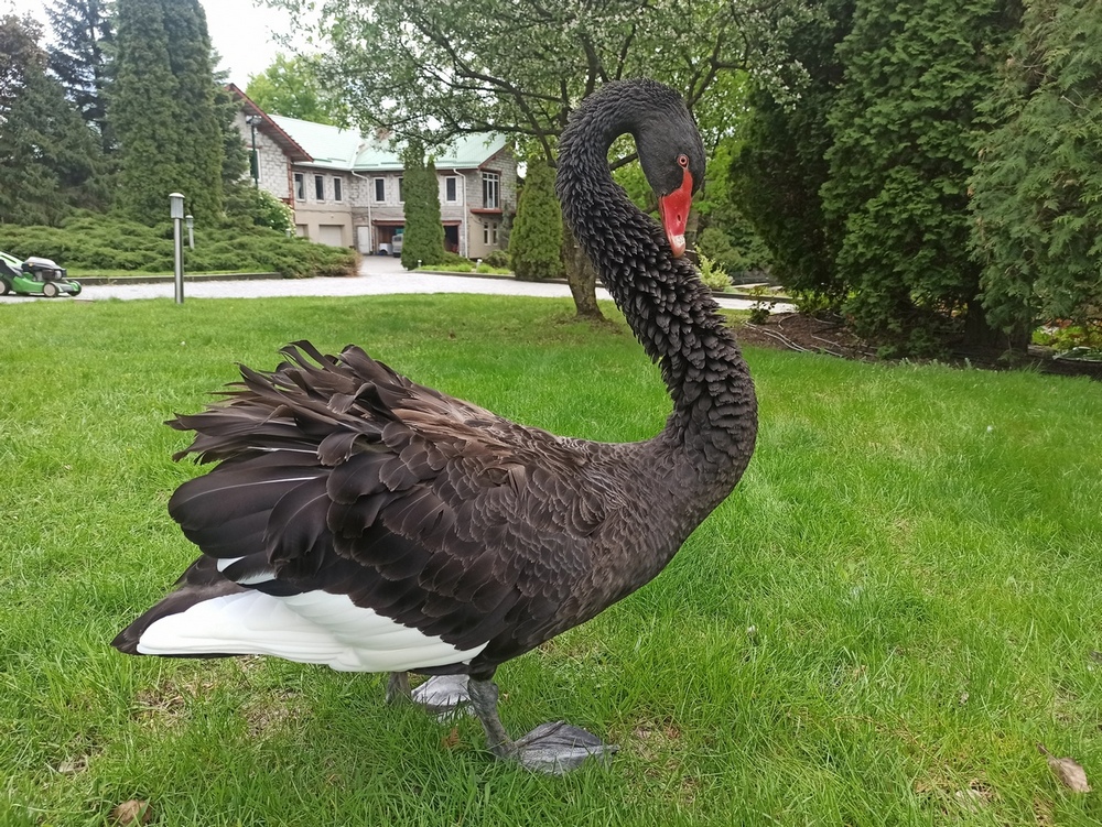 Фотографія На прогулянці.. / Павло Філіпенков / photographers.ua