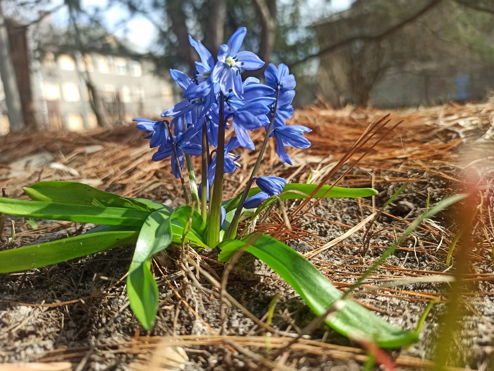 Фотографія Проліски. / Павло Філіпенков / photographers.ua
