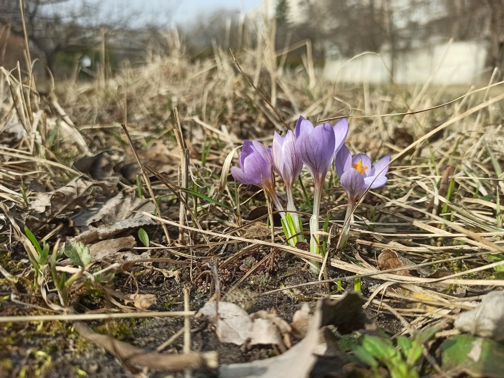 Фотографія Весняний первоцвіт. / Павло Філіпенков / photographers.ua