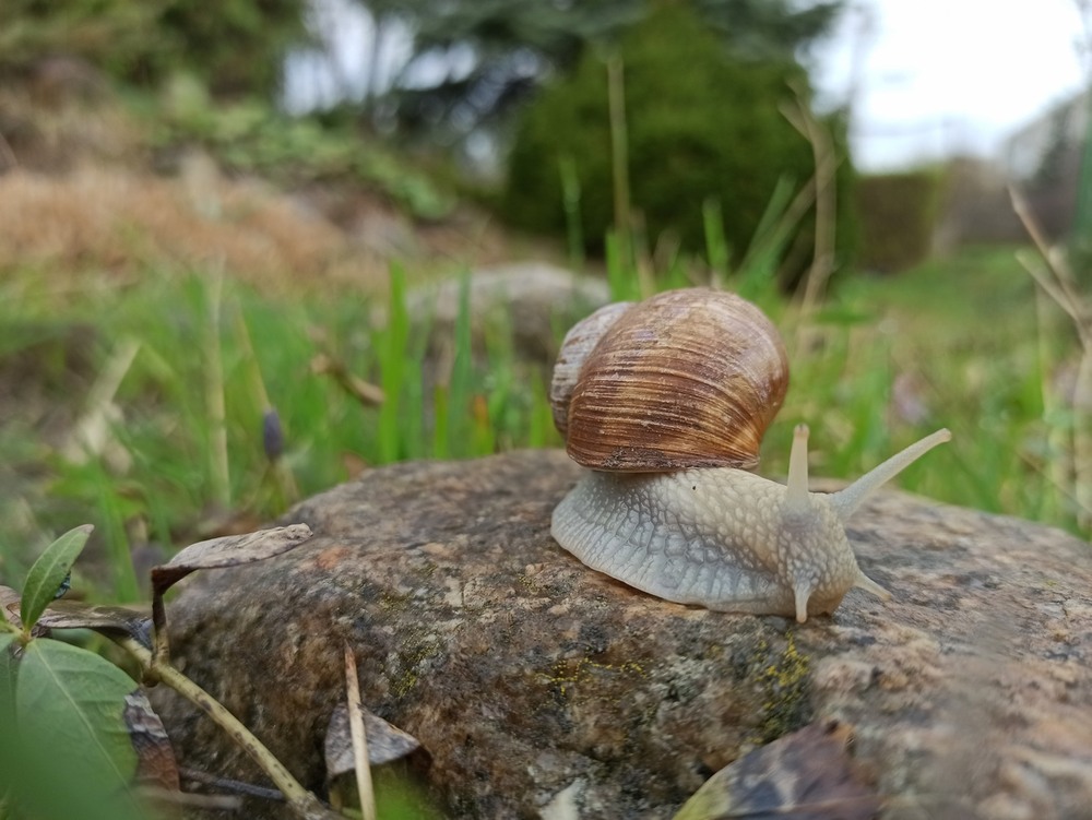 Фотографія Прогулянка равлика. / Павло Філіпенков / photographers.ua