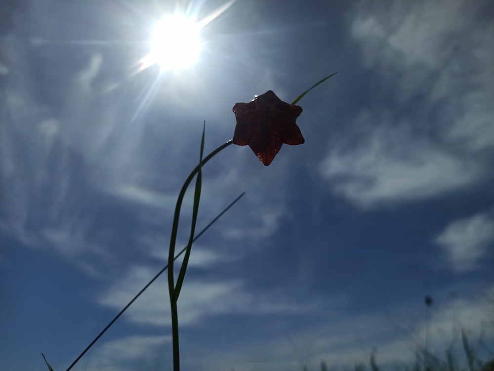 Фотографія Сонячний рябчик. / Павло Філіпенков / photographers.ua