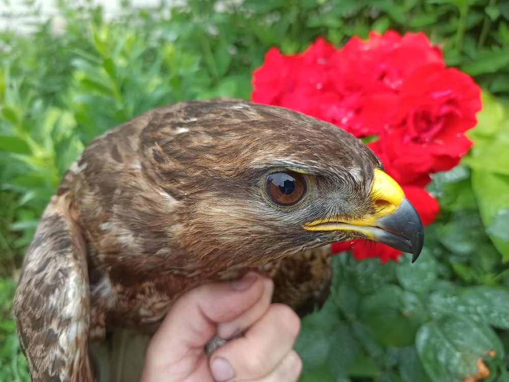 Фотографія Зоркі очі канюка. / Павло Філіпенков / photographers.ua