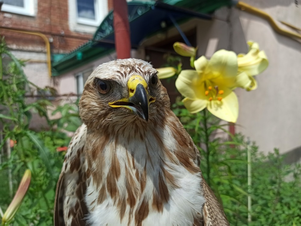 Фотографія На прогулянці.. / Павло Філіпенков / photographers.ua