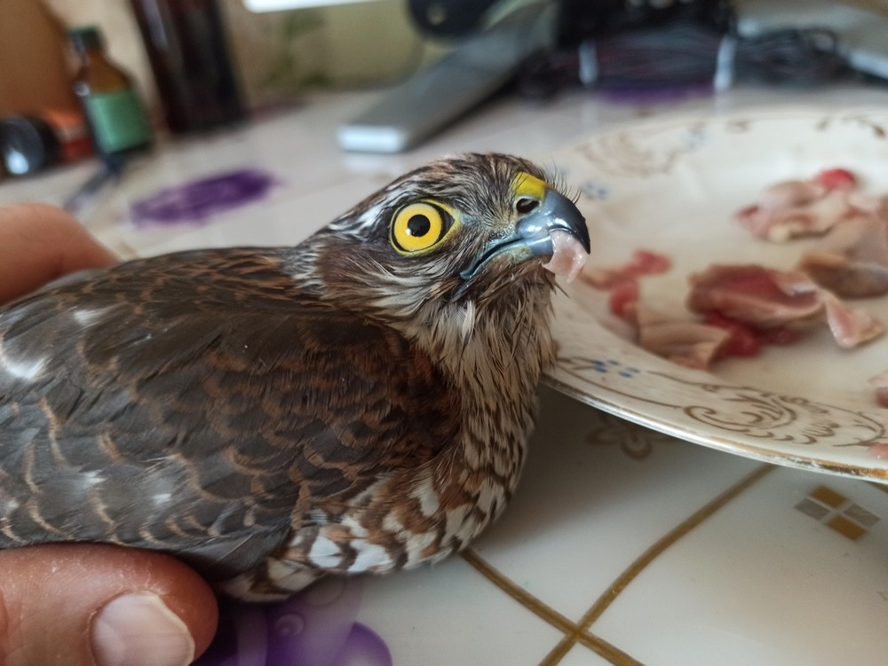 Фотографія "Приємного сніданку..." / Павло Філіпенков / photographers.ua