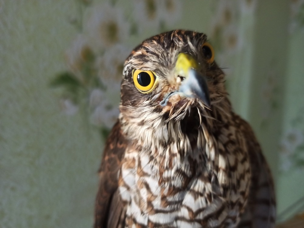 Фотографія "Ми пообідали".. / Павло Філіпенков / photographers.ua