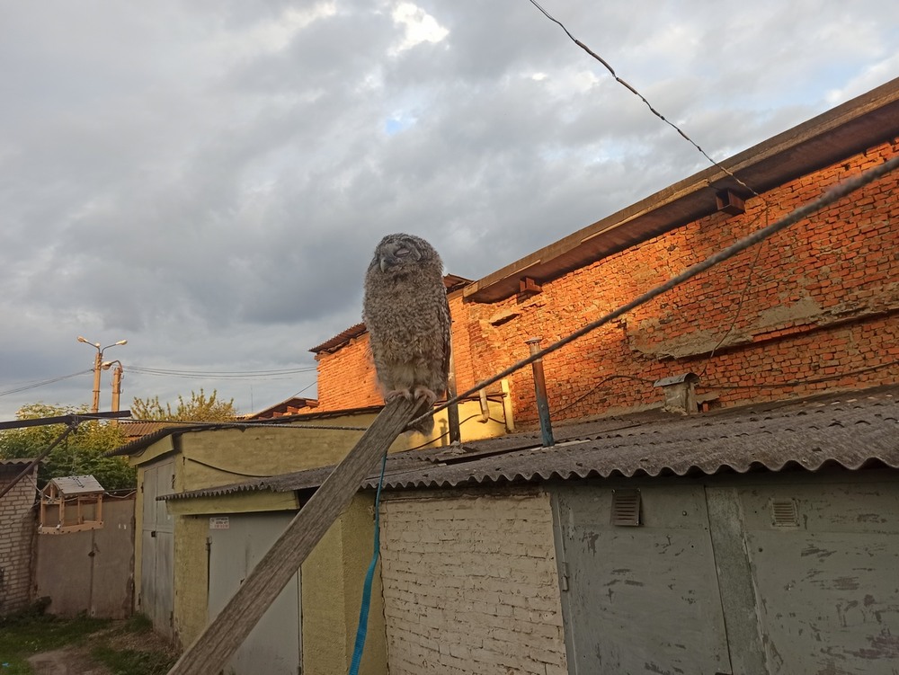 Фотографія Сон  сірої неяситі. / Павло Філіпенков / photographers.ua