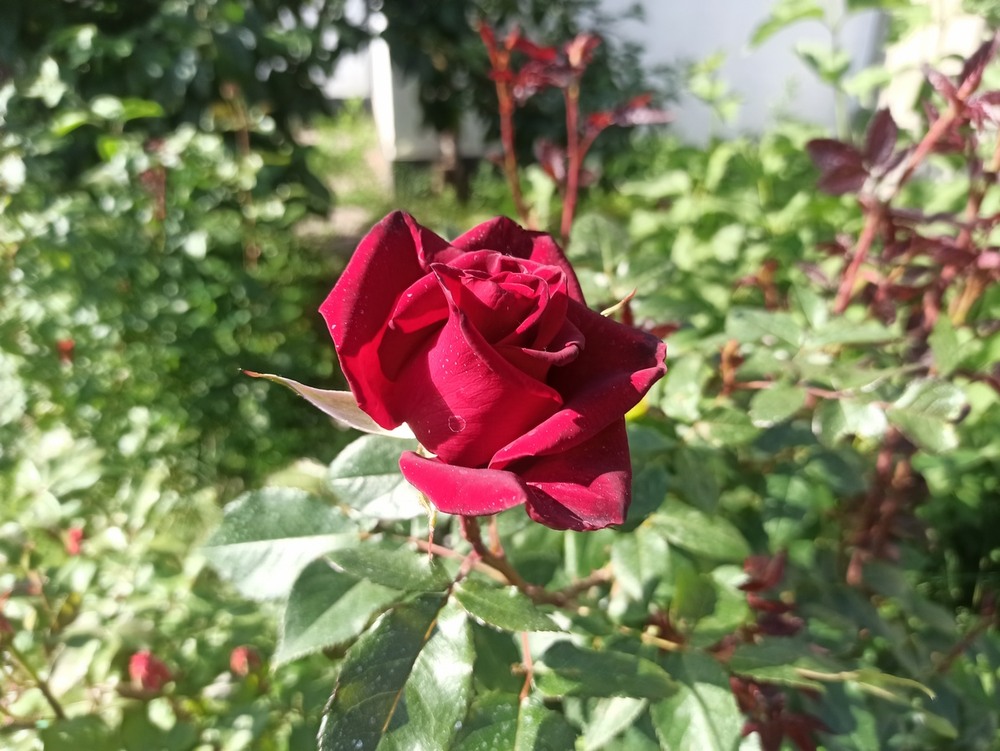 Фотографія Ранкове пробудження троянди.. / Павло Філіпенков / photographers.ua