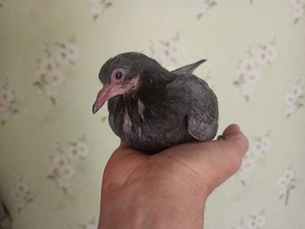 Фотографія "Гулька" / Павло Філіпенков / photographers.ua