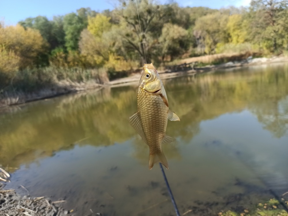 Фотографія Жадний карасик. / Павло Філіпенков / photographers.ua