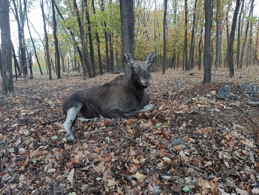 Фотографія Лосиха "Люся на відпочинку. / Павло Філіпенков / photographers.ua