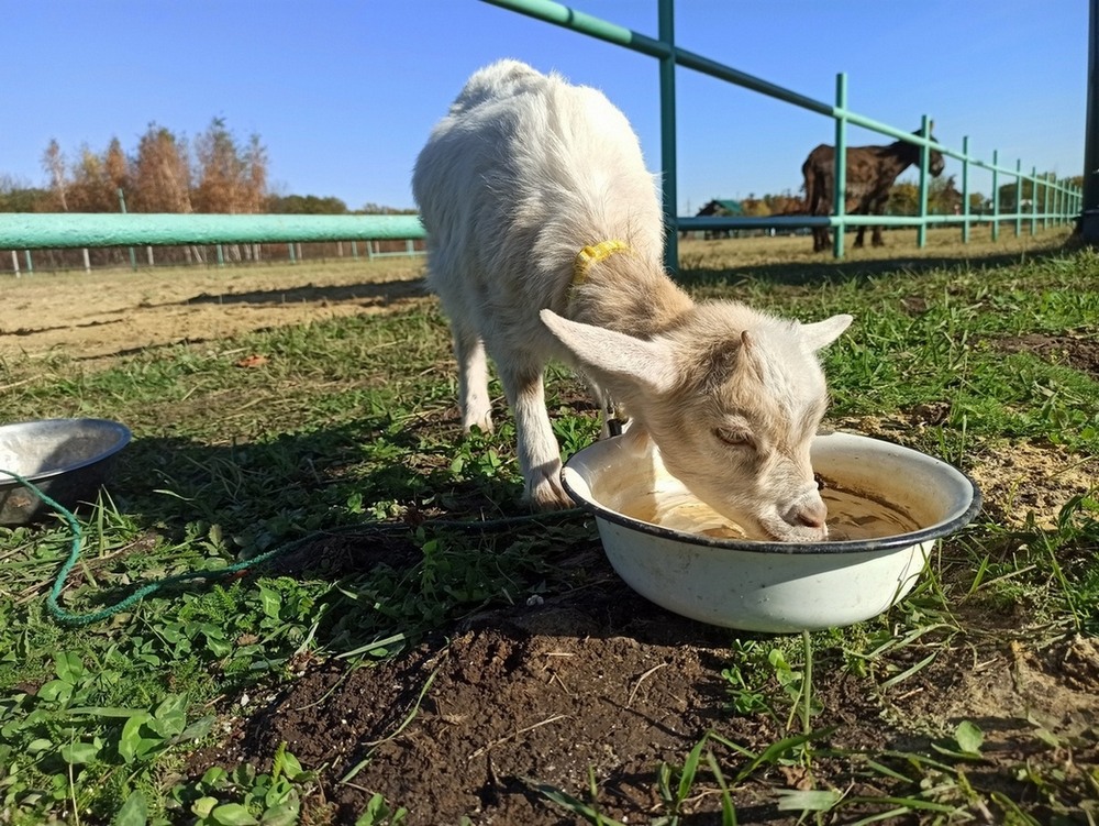 Фотографія Козенятко.. / Павло Філіпенков / photographers.ua