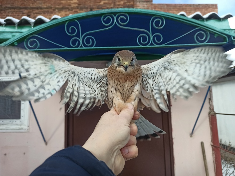 Фотографія Скоро "випускний" для боривітра. / Павло Філіпенков / photographers.ua