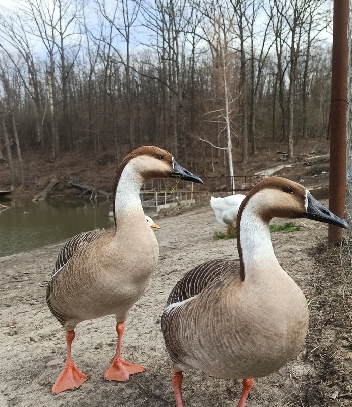Фотографія Гуси. / Павло Філіпенков / photographers.ua