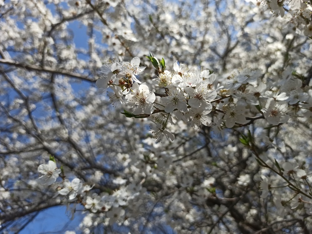 Фотографія Весняне цвітіння. / Павло Філіпенков / photographers.ua