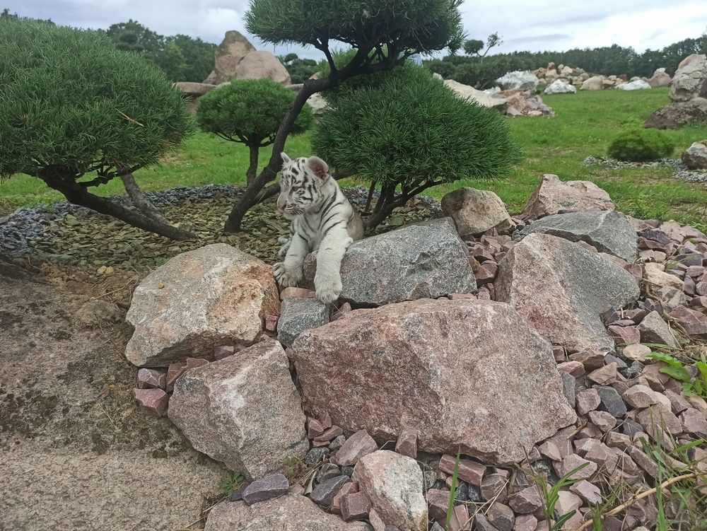 Фотографія "Тігруля". / Павло Філіпенков / photographers.ua