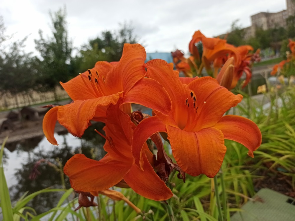 Фотографія Лілейники. / Павло Філіпенков / photographers.ua