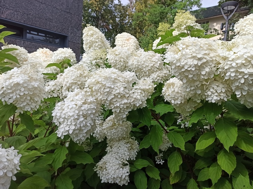 Фотографія Гортензії. / Павло Філіпенков / photographers.ua