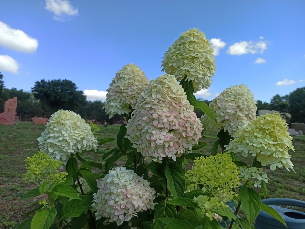 Фотографія Гортензії. / Павло Філіпенков / photographers.ua