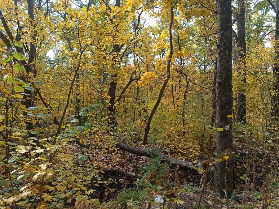 Фотографія "Фарби" осіннього лісу.. / Павло Філіпенков / photographers.ua