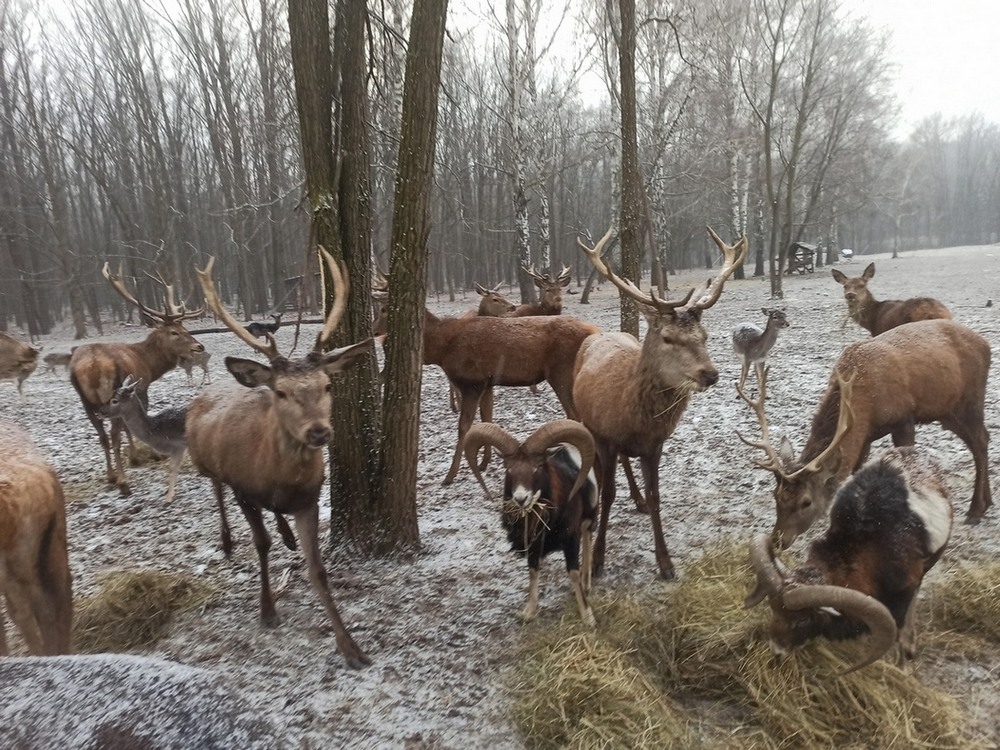 Фотографія Обід.. / Павло Філіпенков / photographers.ua