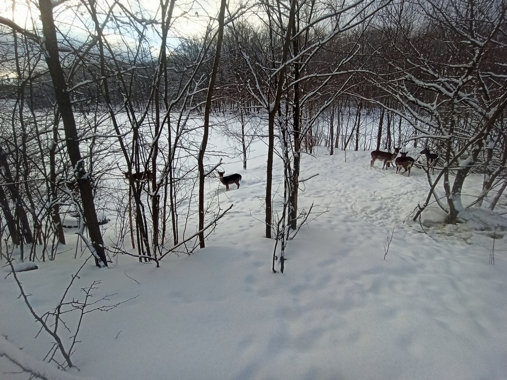 Фотографія Лісні гості.. / Павло Філіпенков / photographers.ua