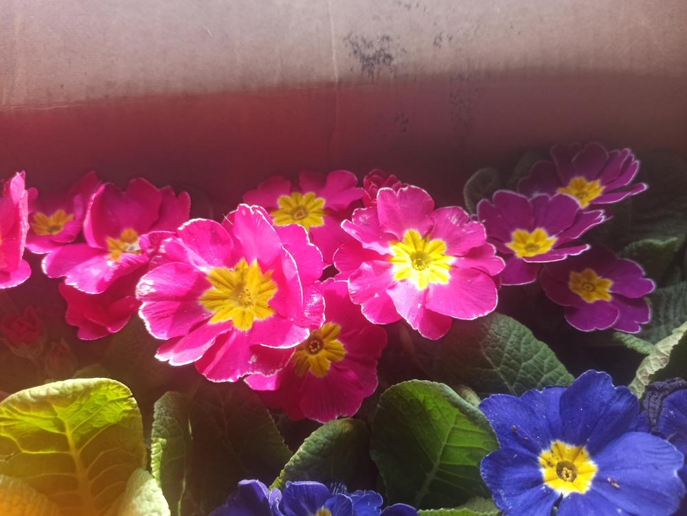 Фотографія Макро / Павло Філіпенков / photographers.ua