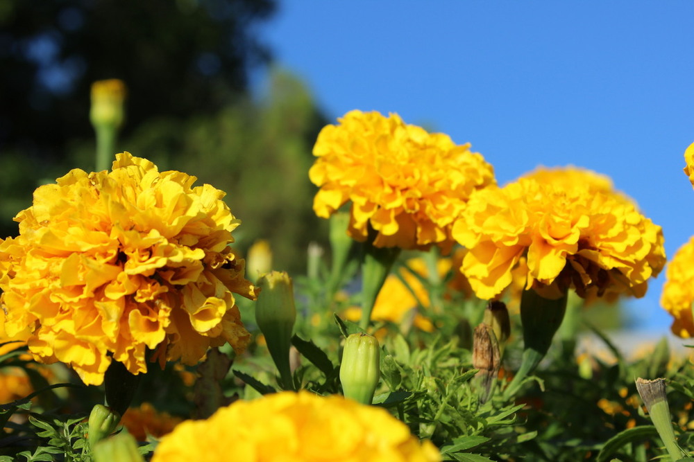 Фотографія Чорнобривці. / Павло Філіпенков / photographers.ua