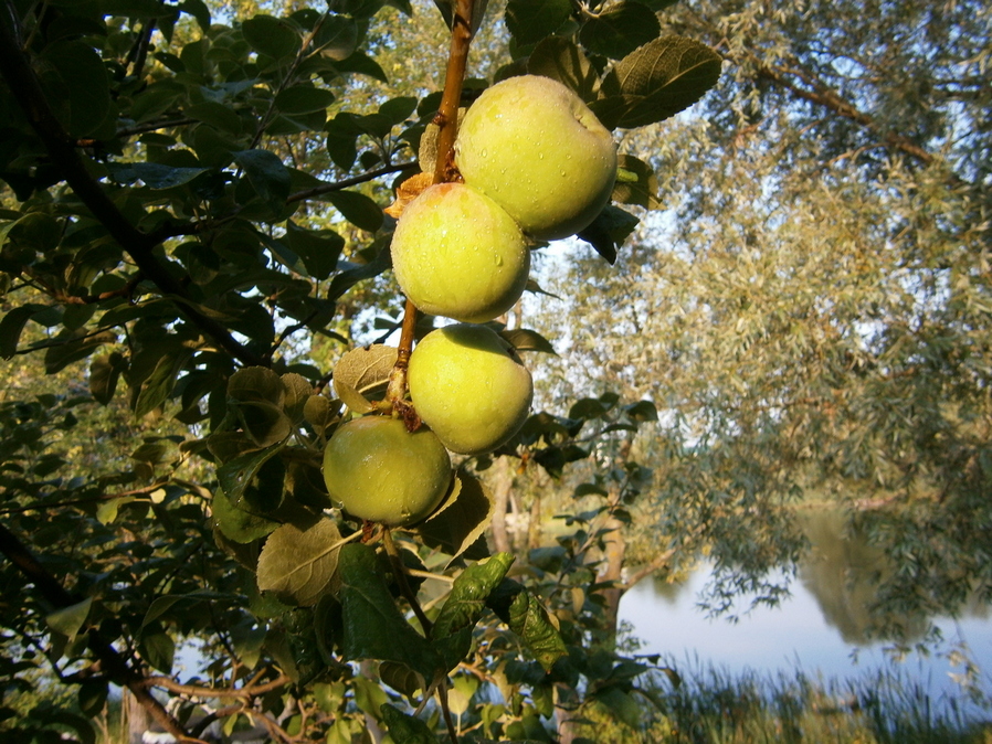 Фотографія "Сімейка".. / Павло Філіпенков / photographers.ua