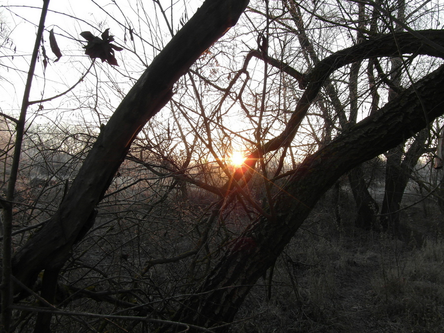 Фотографія ,Ранкове пробудження.. / Павло Філіпенков / photographers.ua