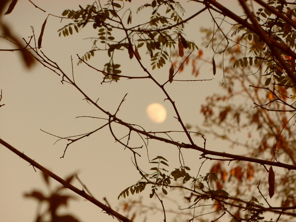 Фотографія Місячний ранок. / Павло Філіпенков / photographers.ua