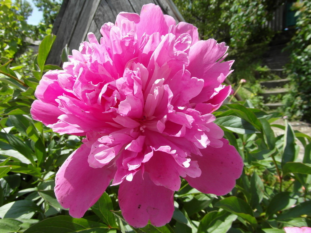 Фотографія Піон. / Павло Філіпенков / photographers.ua