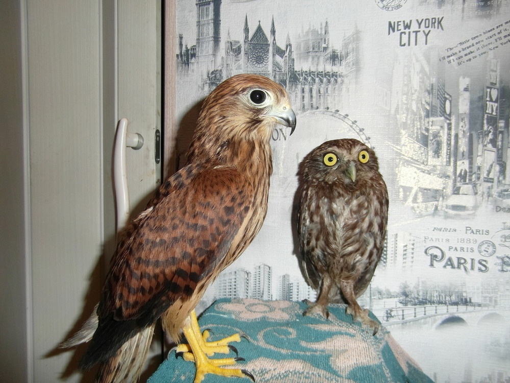 Фотографія Двоє друзів.. / Павло Філіпенков / photographers.ua