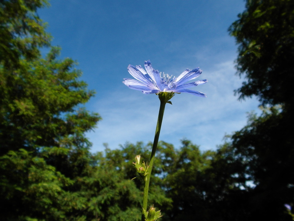 Фотографія Квітка цикорію. / Павло Філіпенков / photographers.ua